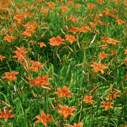 Buy Day Lily Plant (Hemerocallis fulva) online at Lalitenterprise