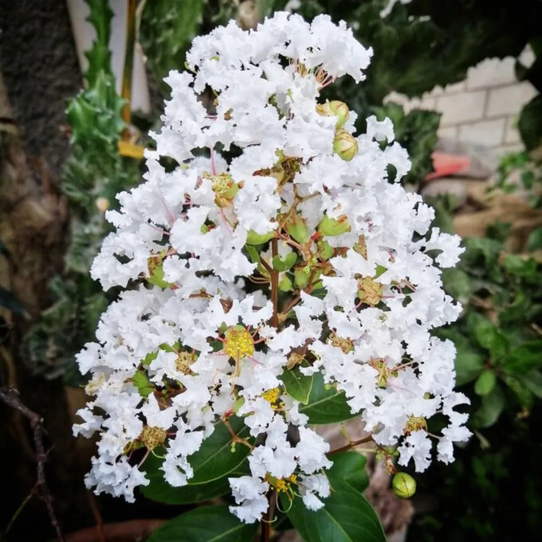 White Crape Myrtle Flower