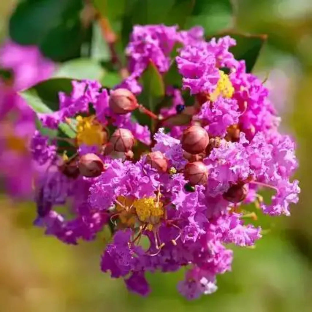 Purple Crape Myrtle Flowers
