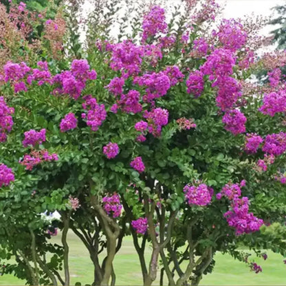 Purple Crape Myrtle Plant