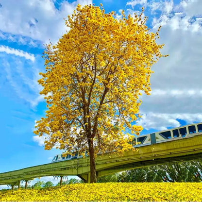 Tabebuia Argentea