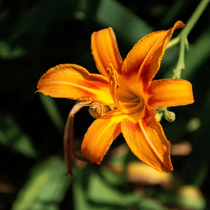 Day Lily Plant