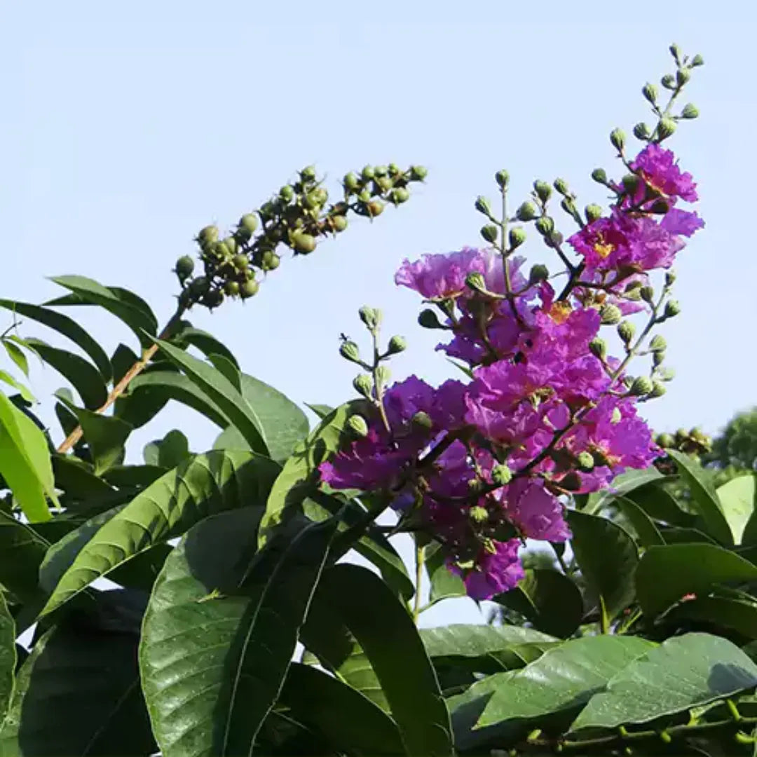 Buy Best Flowering Plant - Lalit Enterprise