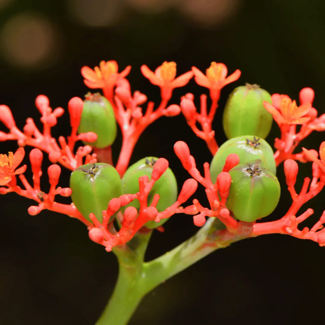 Jatropha podagrica (Gout Plant, Buddha Belly Plant) – Lalit Enterprise