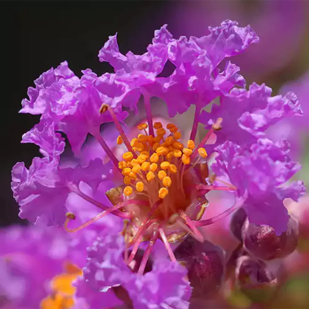 Buy Best Outdoor Flowering Plant - Lalit Enterprise