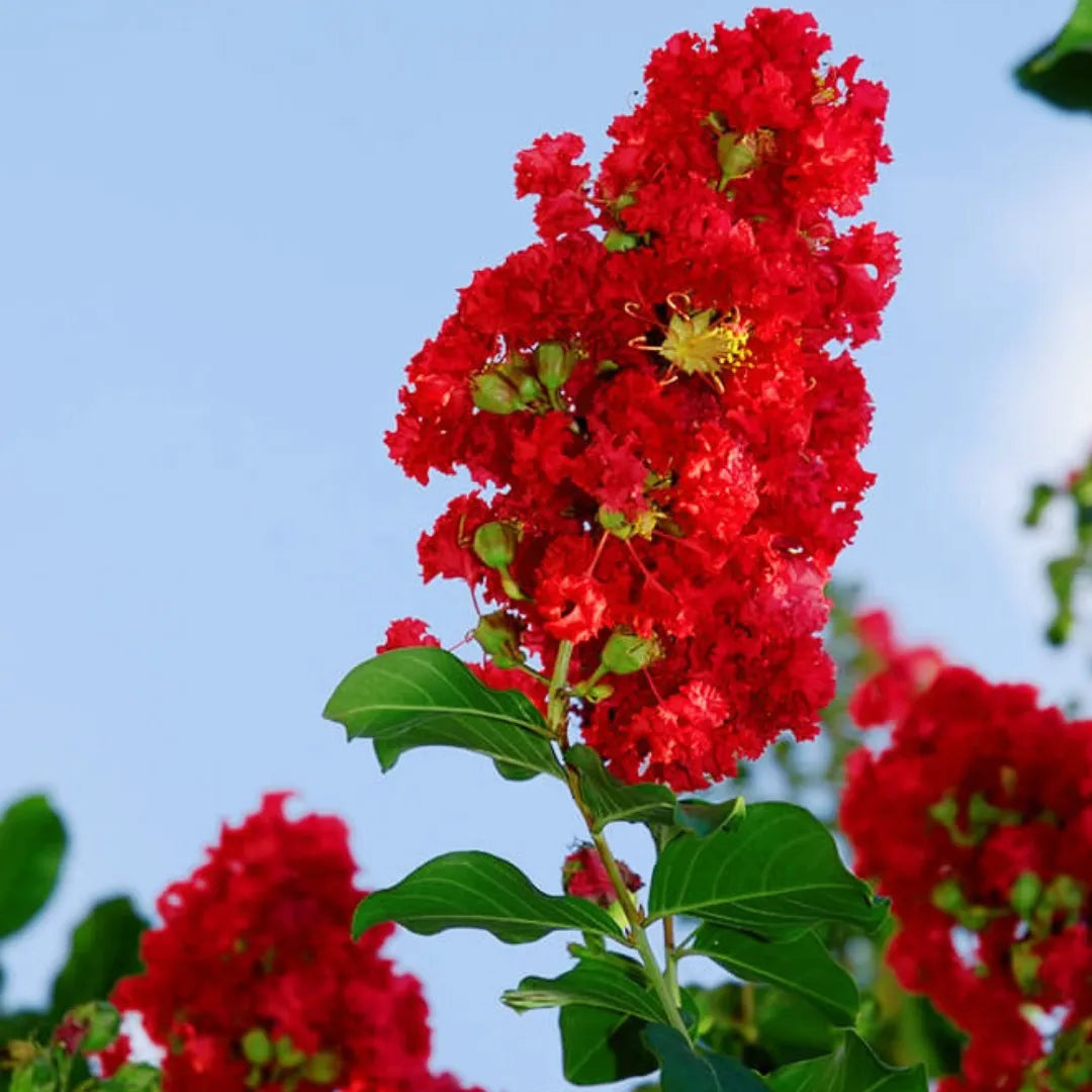 Radiant Red Crape Myrtle Flower