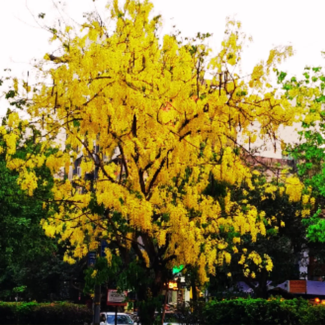 Cassia Fistula | Amaltas