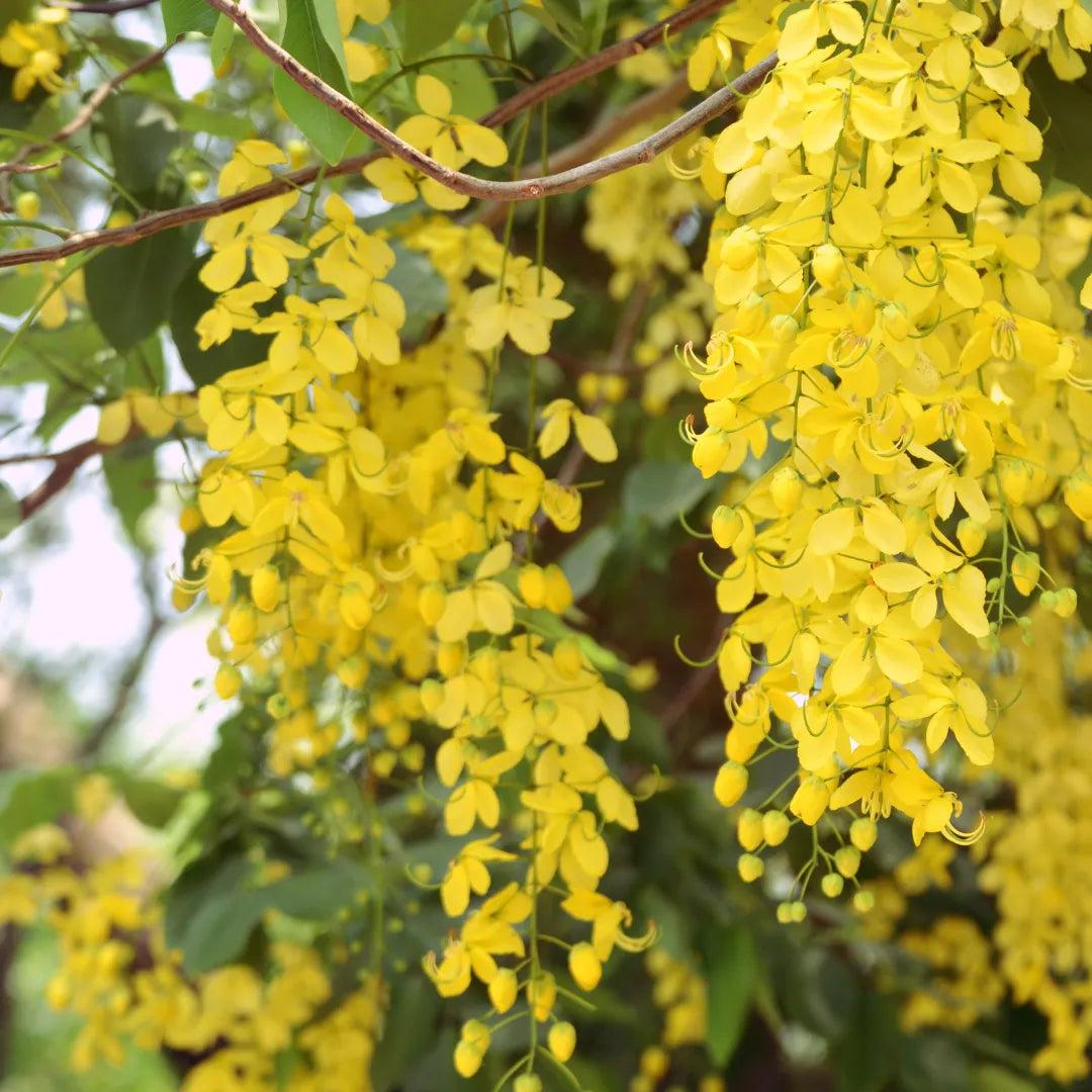 Amaltas flowering Plants