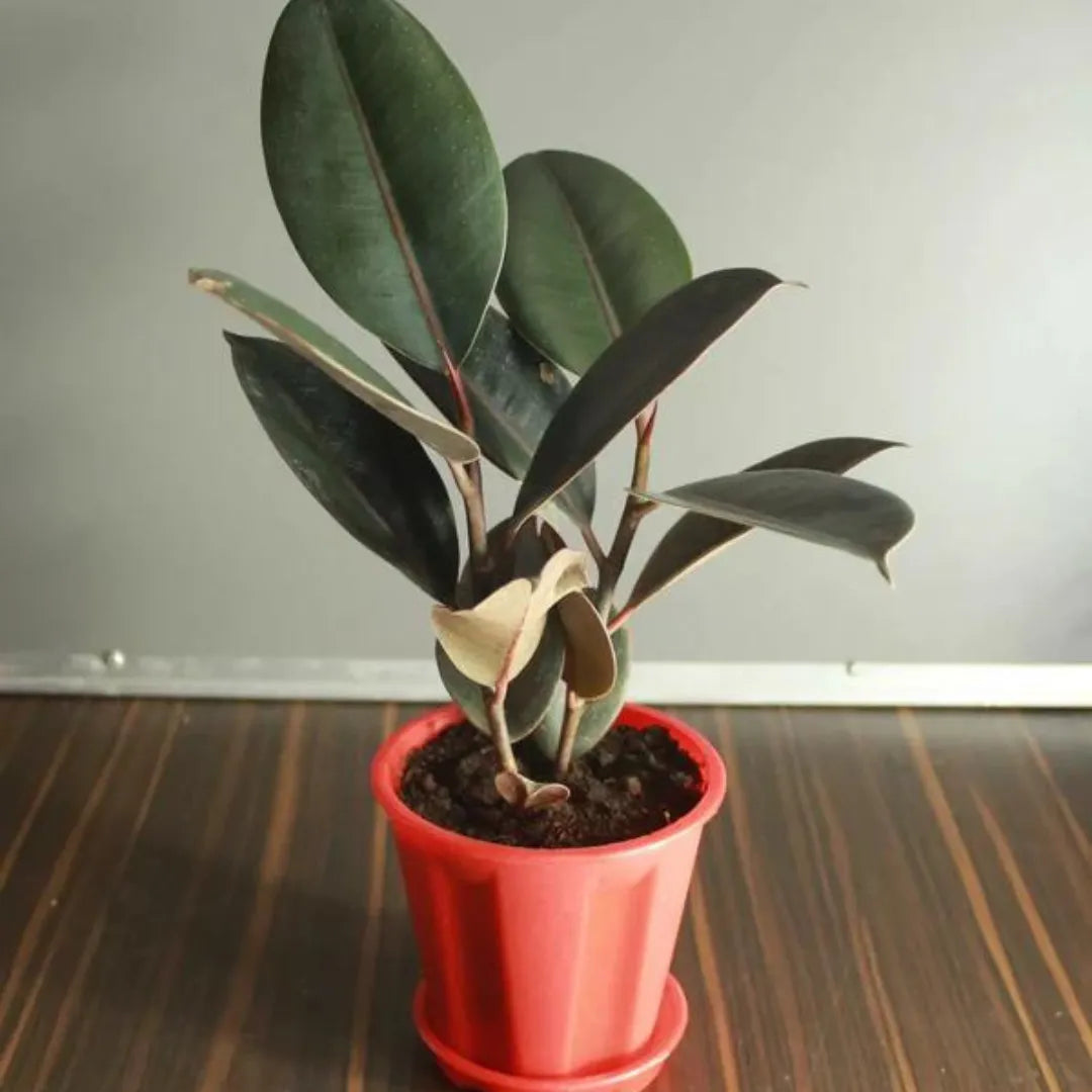 Ficus Elastica | Black Rubber plant