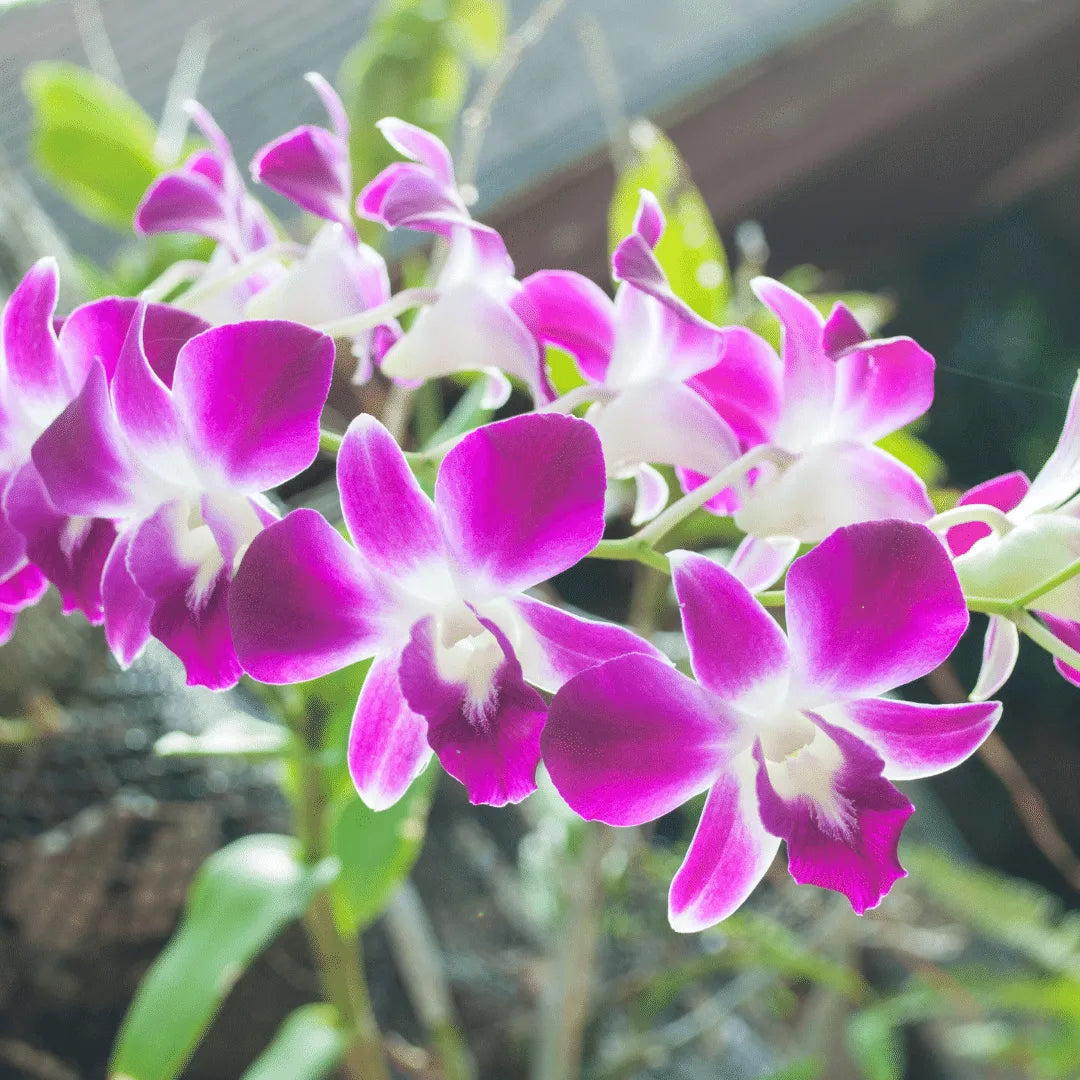 Buy Purple white Dendrobium Orchid Plant online at Lalitenterprise
