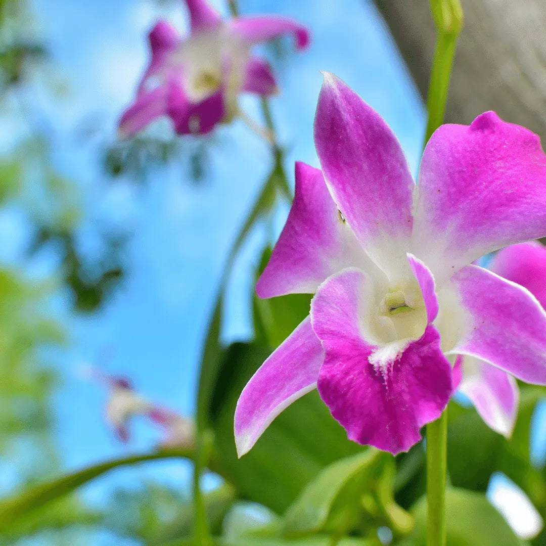 Buy Purple white Dendrobium Orchid Plant online at Lalitenterprise