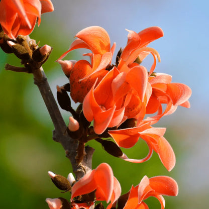 Buy Orange palash "Tesu" (Butea monosperma) Plant online at Lalitenterprise