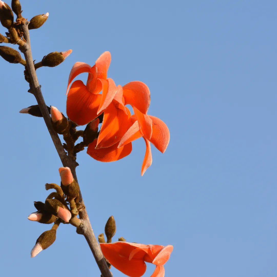 Buy Orange palash "Tesu" (Butea monosperma) Plant online at Lalitenterprise