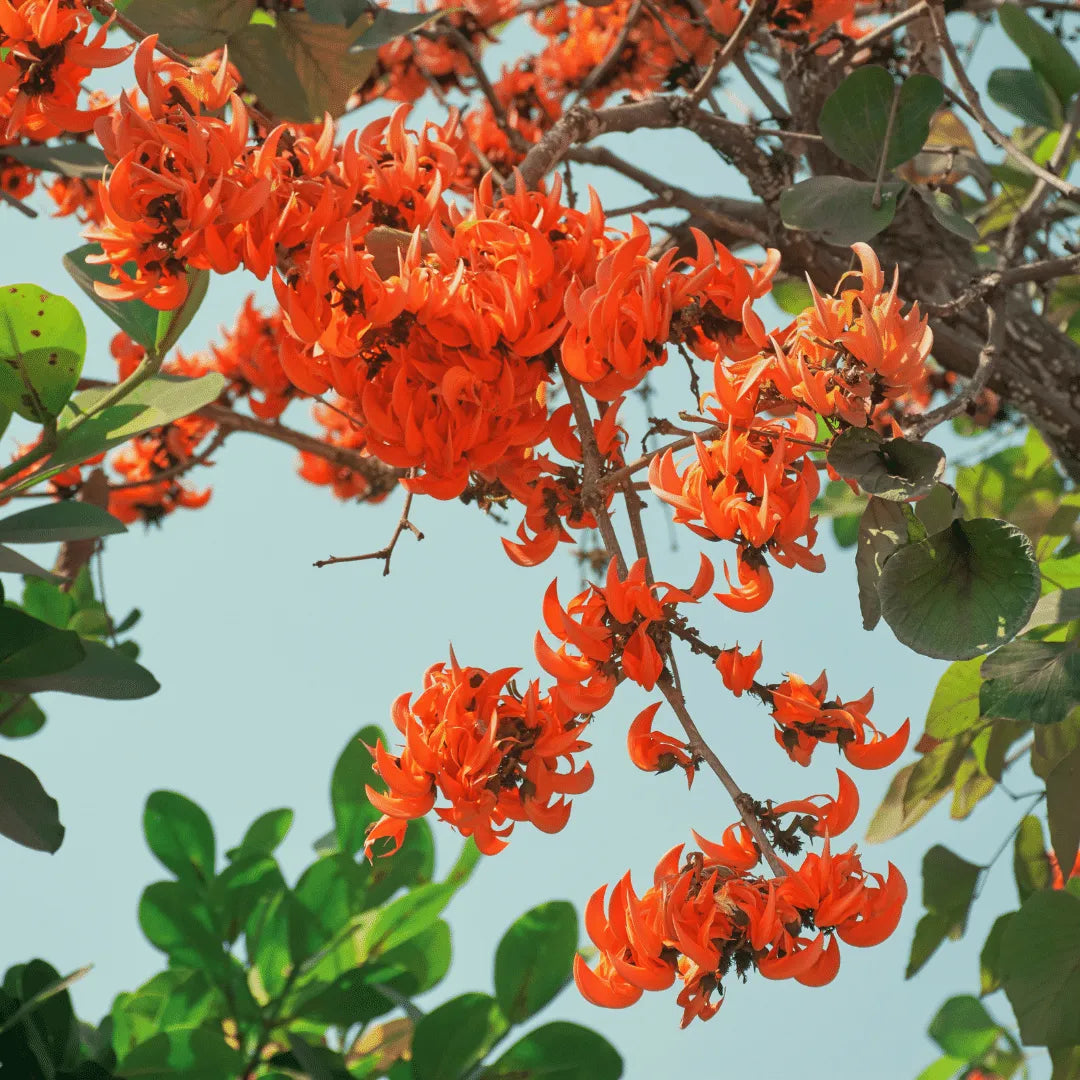 Buy Orange palash "Tesu" (Butea monosperma) Plant online at Lalitenterprise