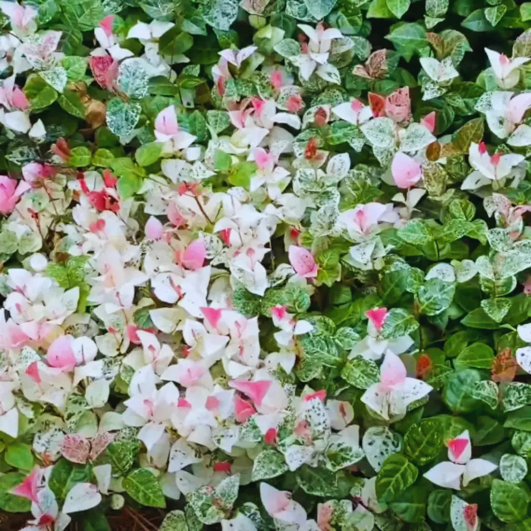 Tricolor Asiatic Jasmine Foliage - Plants
