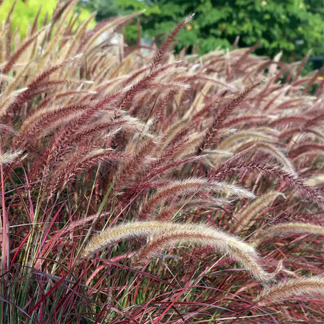 Red Fountain Grass 