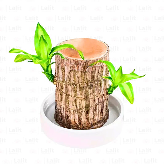 Buy Brazilian Lucky Wood – Plant Online at Lalitenterprise