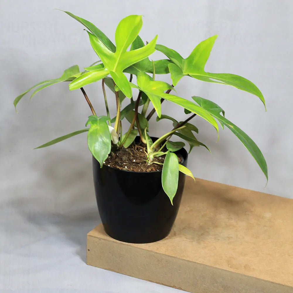 Buy Philodendron Florida Ghost – Plant Online at Lalitenterprise