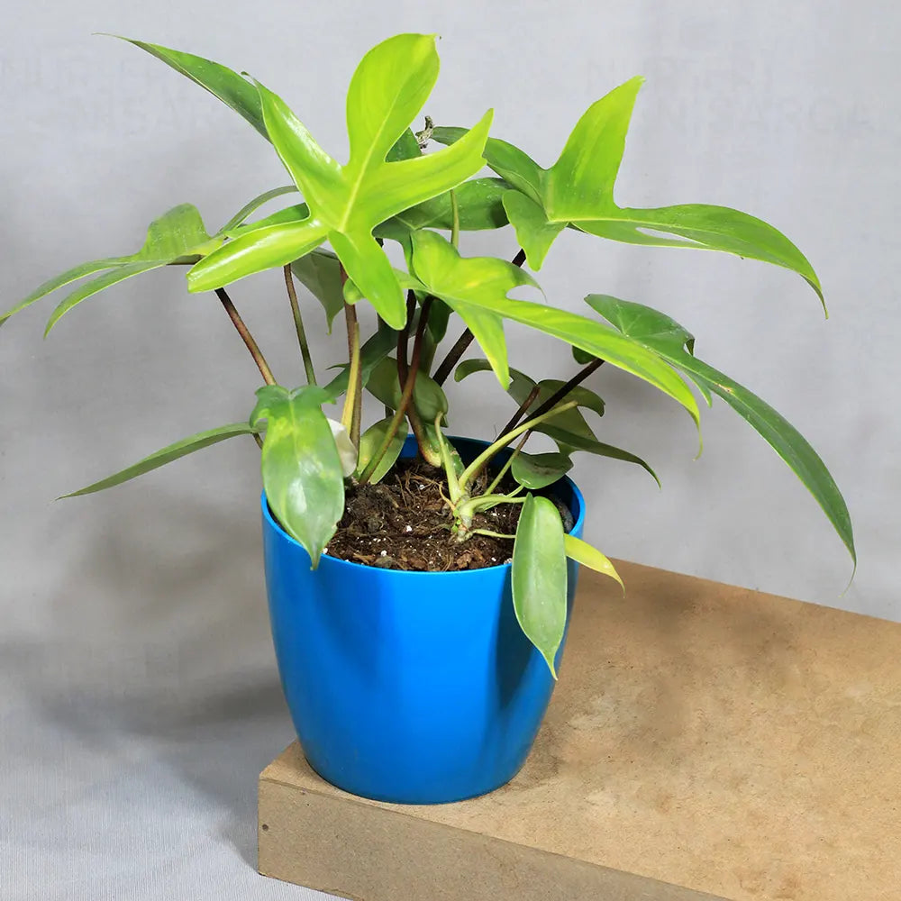 Buy Philodendron Florida Ghost – Plant Online at Lalitenterprise