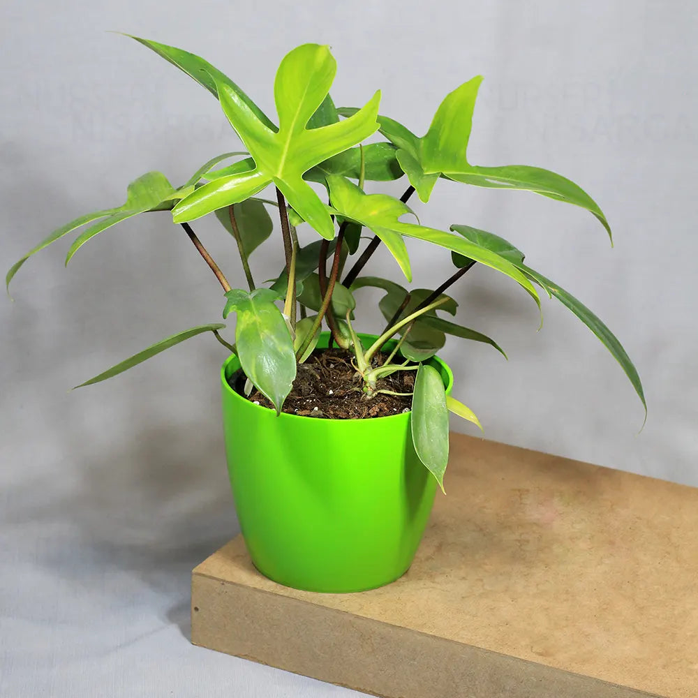 Buy Philodendron Florida Ghost – Plant Online at Lalitenterprise