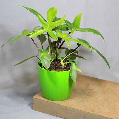 Buy Philodendron Florida Ghost – Plant Online at Lalitenterprise