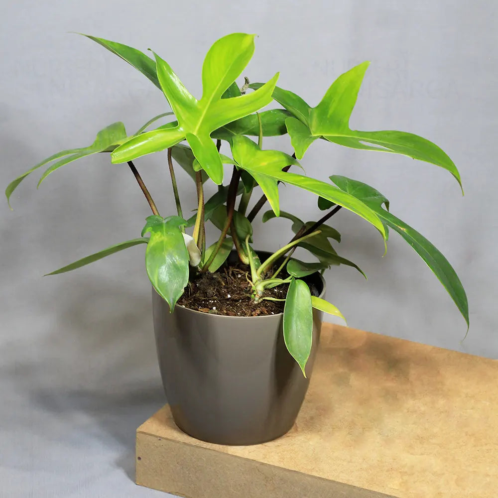 Buy Philodendron Florida Ghost – Plant Online at Lalitenterprise