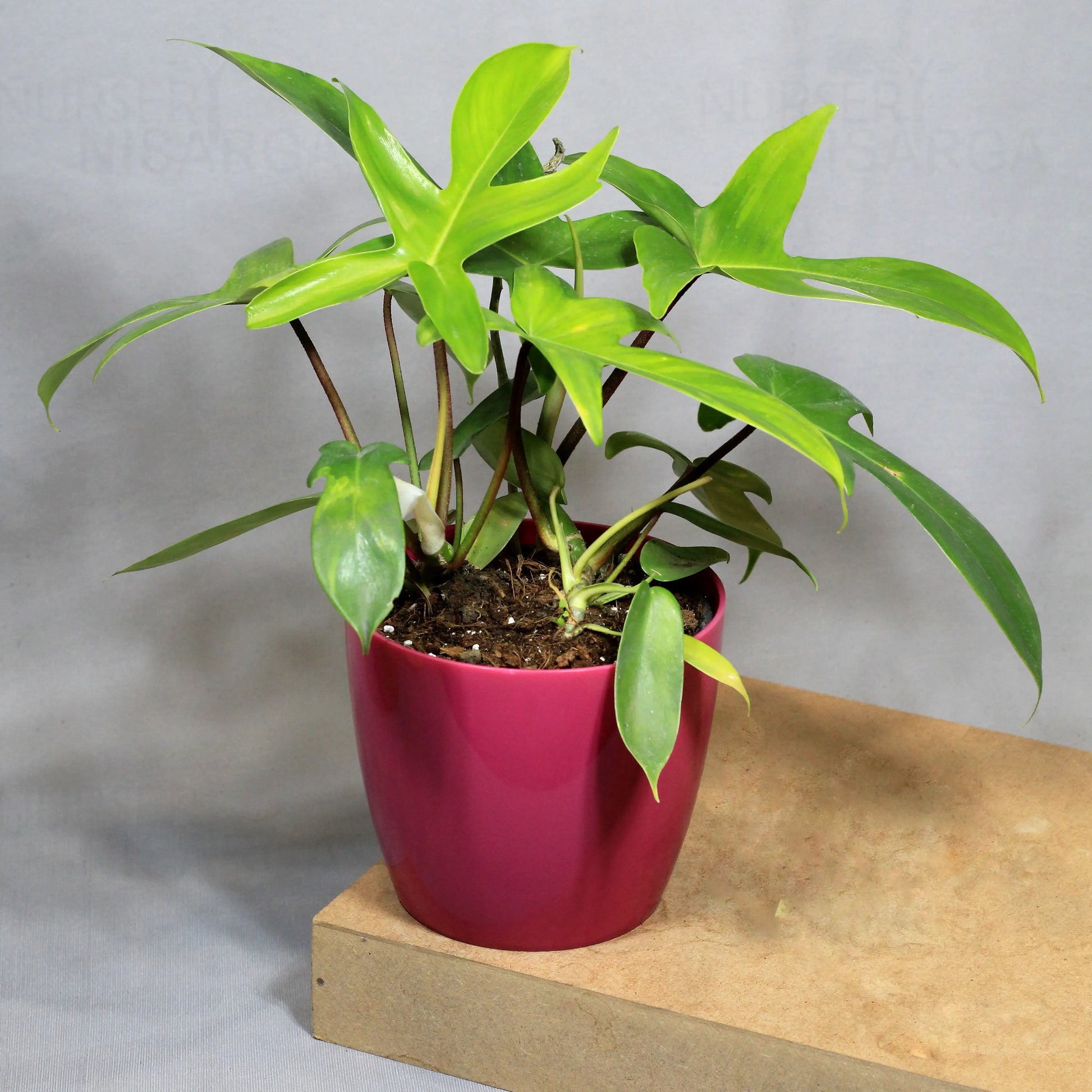 Buy Philodendron Florida Ghost – Plant Online at Lalitenterprise