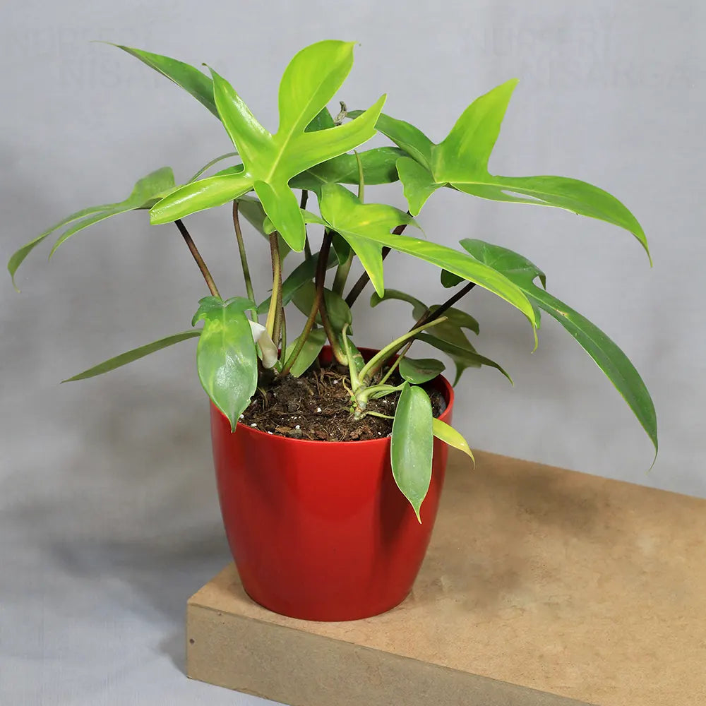 Buy Philodendron Florida Ghost – Plant Online at Lalitenterprise