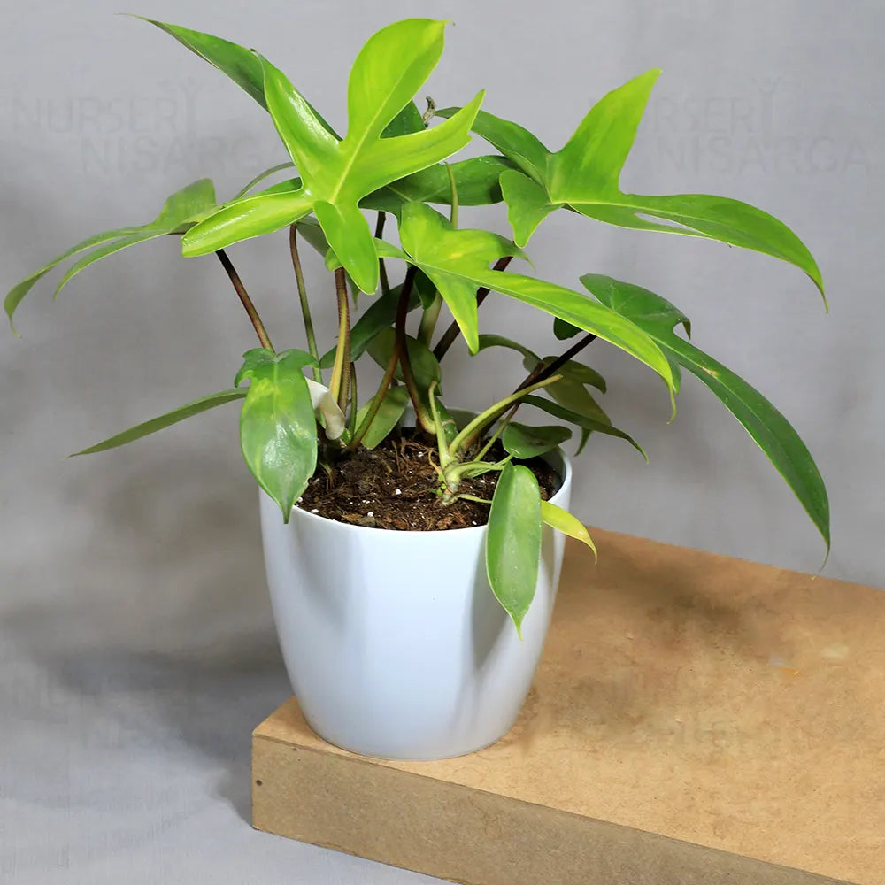 Buy Philodendron Florida Ghost – Plant Online at Lalitenterprise