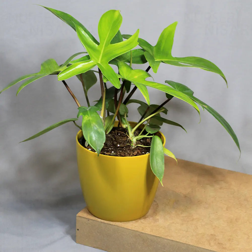 Buy Philodendron Florida Ghost – Plant Online at Lalitenterprise