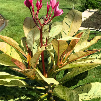 Buy Variegated 'Ametrine' Plumeria - Plant Online at Lalitenterprise