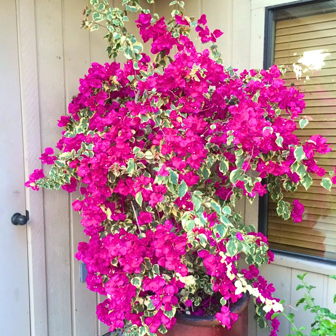 Buy Variegated Bougainvillea (Dark Pink) - Plant Online at Lalitenterprise