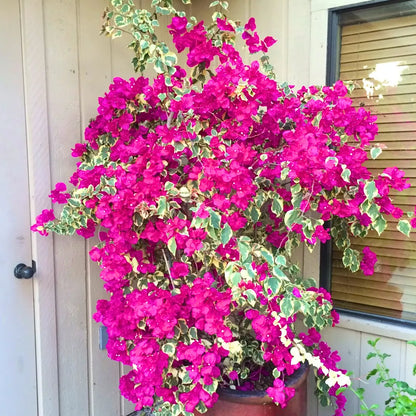 Buy Variegated Bougainvillea (Dark Pink) - Plant Online at Lalitenterprise