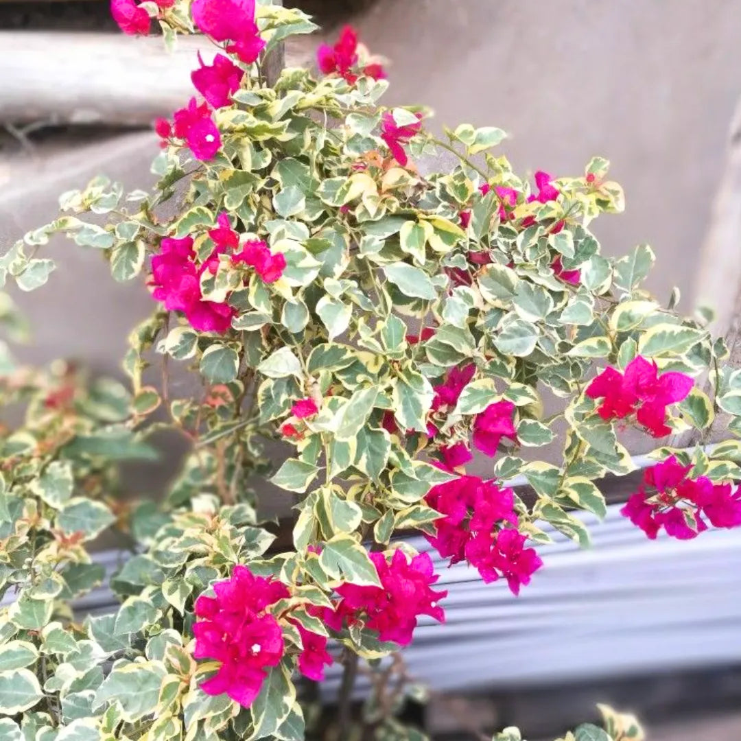 Buy Variegated Bougainvillea (Dark Pink) - Plant Online at Lalitenterprise