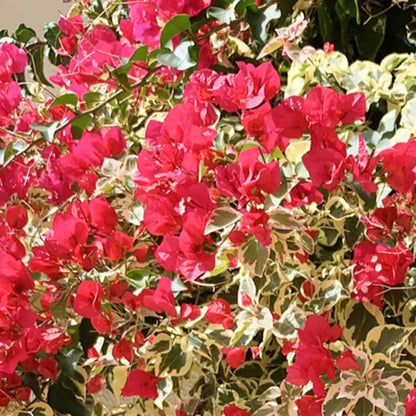 Buy Variegated Bougainvillea (Dark Pink) - Plant Online at Lalitenterprise