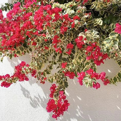 Buy Variegated Bougainvillea (Dark Pink) - Plant Online at Lalitenterprise