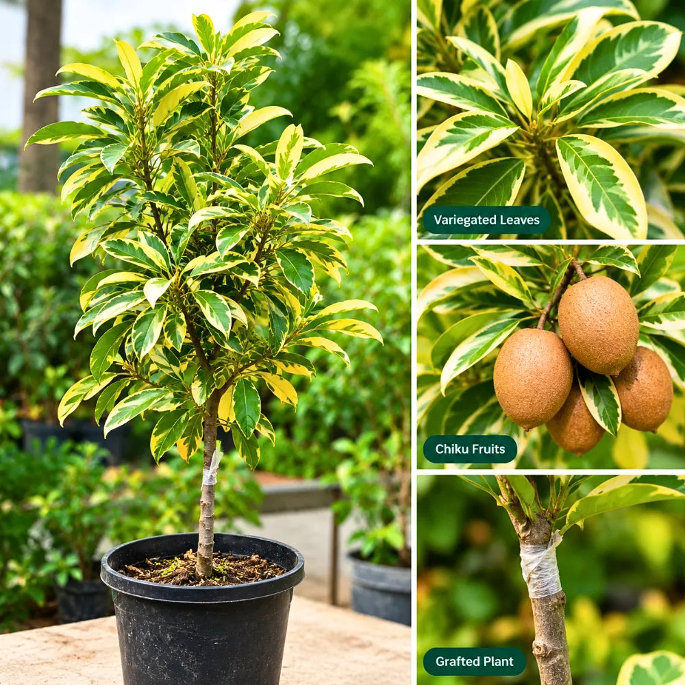 Buy Variegated Chiku (Sapodilla Variegated) "Grafted" - Plant Online at Lalitenterprise
