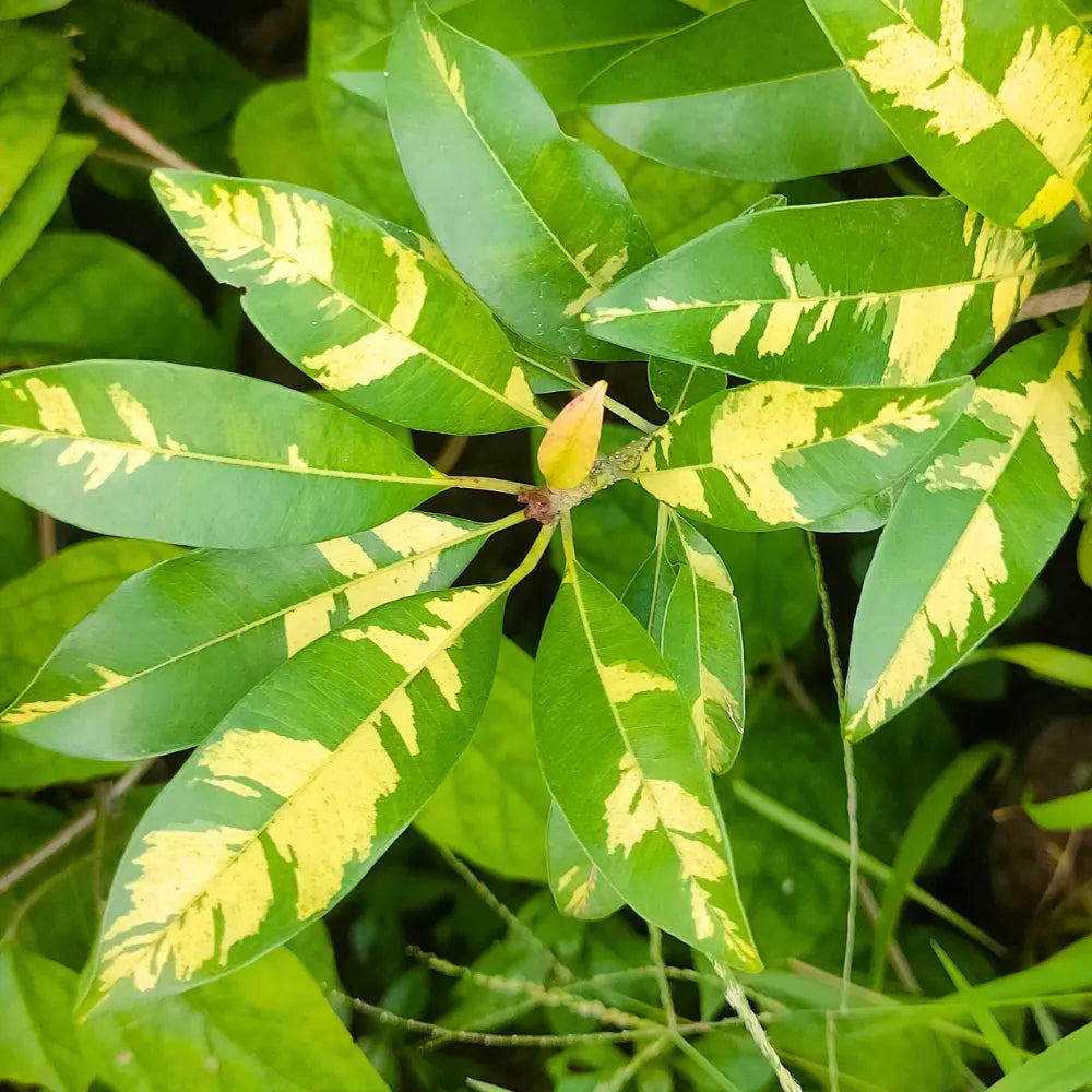 Buy Variegated Chiku (Sapodilla Variegated) "Grafted" - Plant Online at Lalitenterprise