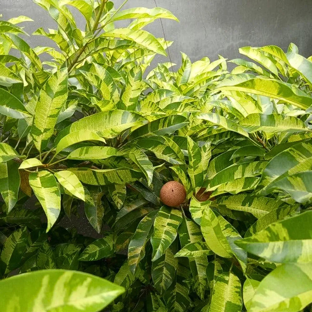 Buy Variegated Chiku (Sapodilla Variegated) "Grafted" - Plant Online at Lalitenterprise