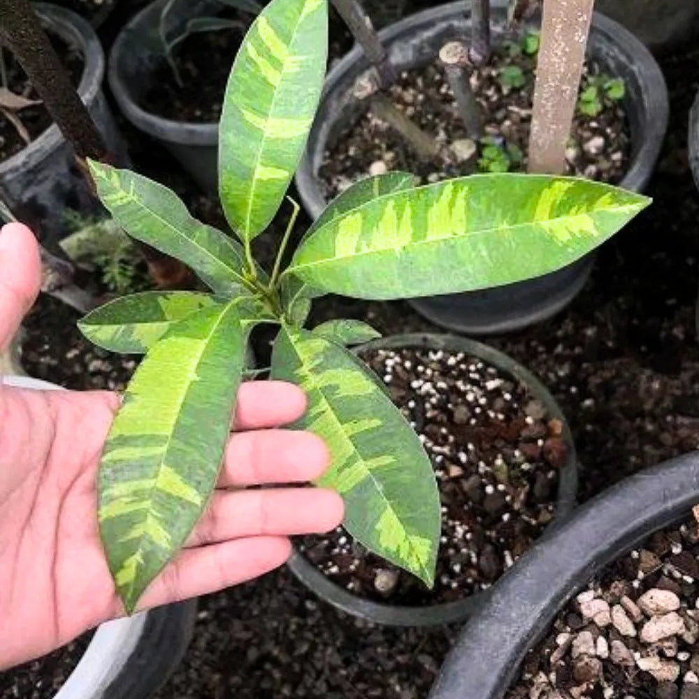 Buy Variegated Chiku (Sapodilla Variegated) "Grafted" - Plant Online at Lalitenterprise