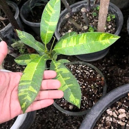Buy Variegated Chiku (Sapodilla Variegated) "Grafted" - Plant Online at Lalitenterprise