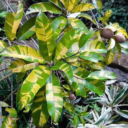 Buy Variegated Chiku (Sapodilla Variegated) "Grafted" - Plant Online at Lalitenterprise