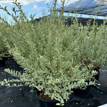 Buy Variegated Chinese Privet (Ligustrum Sinense 'Variegatum') - Plant Online at Lalitenterprise