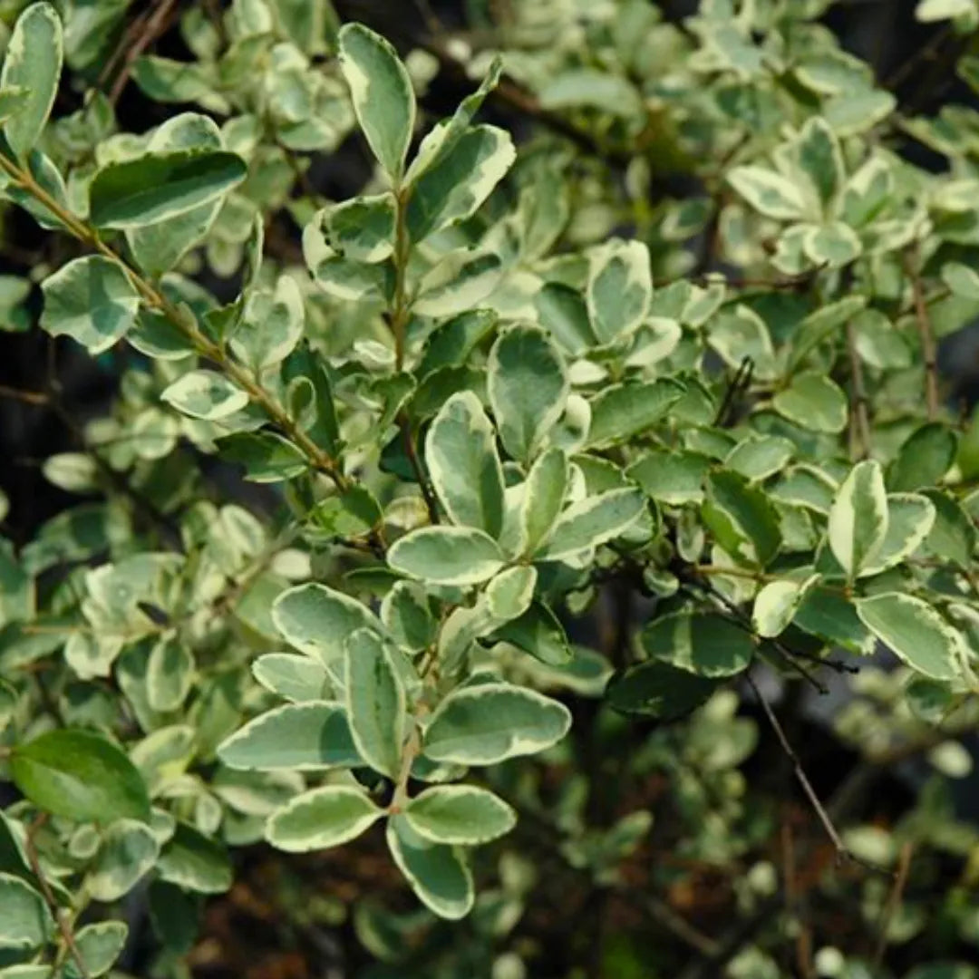 Buy Ligustrum Sinense 'Variegatum' - Plant Online at Lalitenterprise