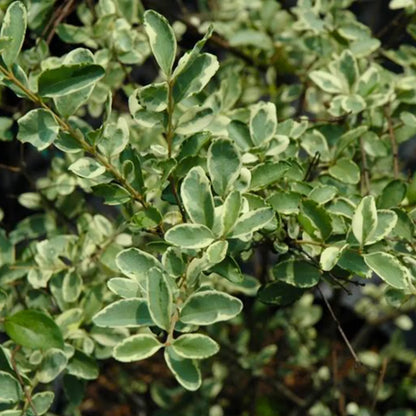 Buy Ligustrum Sinense 'Variegatum' - Plant Online at Lalitenterprise