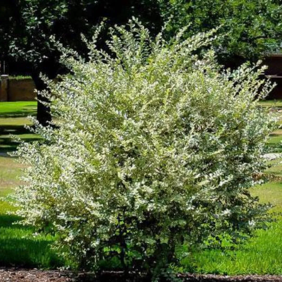 Buy Variegated Chinese Privet - Plant Online at Lalitenterprise