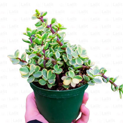 Buy Variegated Jade (Elephant Bush) Crassula ovata 'Variegata' - Plant Online at Laitenterprise