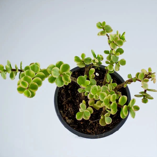 Buy Crassula ovata 'Variegata' - Plant Online at Laitenterprise
