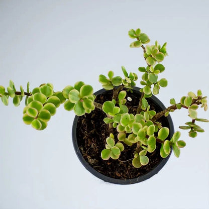 Buy Crassula ovata 'Variegata' - Plant Online at Laitenterprise