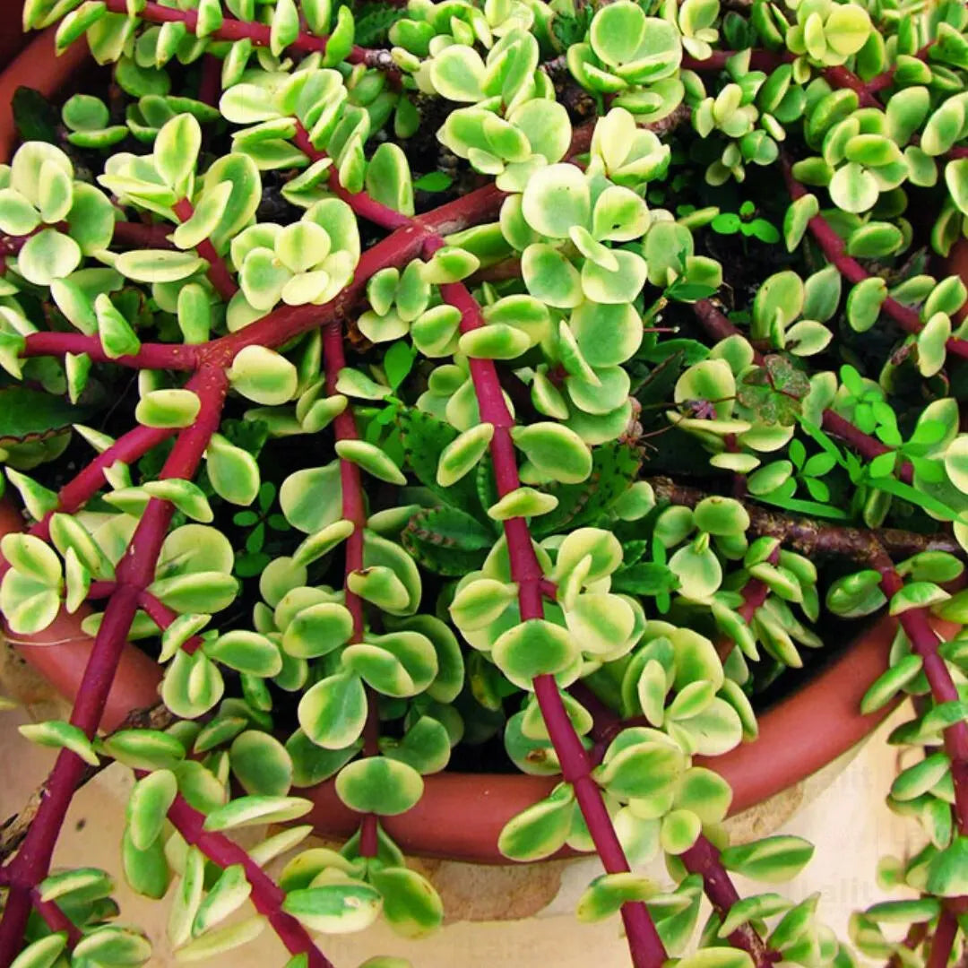 red variegated jade plant Variegated Jade (Elephant Bush) Crassula ovata 'Variegata'